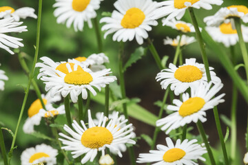 Fototapeta premium Sunny daisy field.