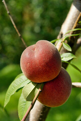Beautiful peach fruits