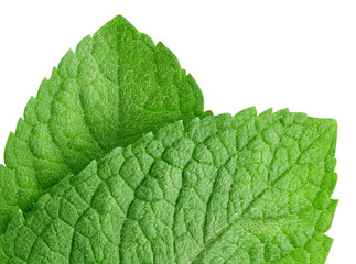 Mint leaves isolated