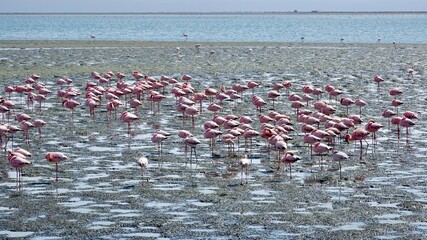 Fototapeta premium Flamingos an der Küste Namibias