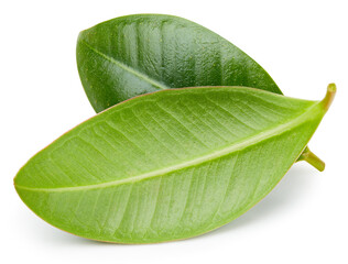 Fototapeta na wymiar Mango leaves isolated