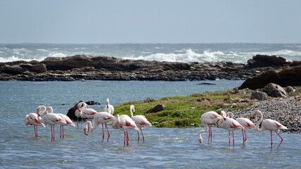 Naklejka premium Flamingos an der Küste Namibias