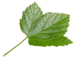 Currant leaves isolated