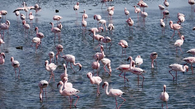 Flamingos an der K&uuml;ste Namibias