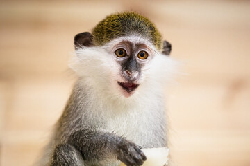 Funny green monkey eating peace of pine-apple in zoo