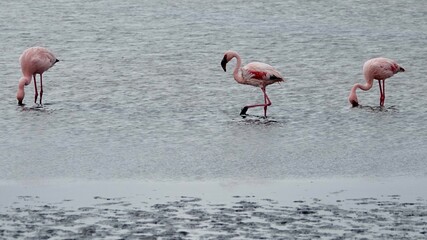 Flamingos an der Küste Namibias