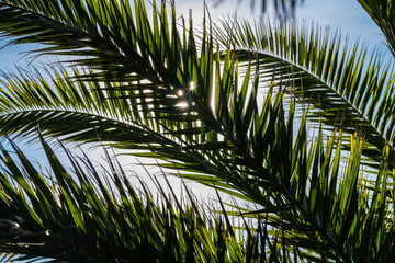 the sun breaks through the palm fronds