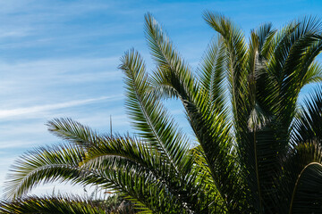 Fototapeta na wymiar Palm leaves with blue sky in the background. Copy space on the sky