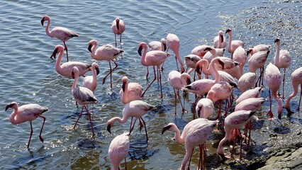 Flamingos an der Küste Namibias