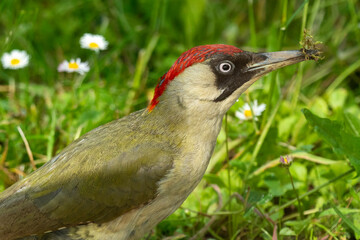 Grünspecht (Picus viridis)