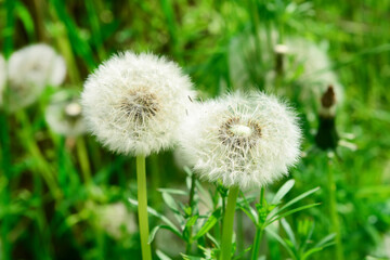 White dandelion flowers in green grass outdoors, closeup