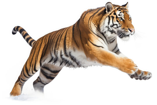 Tiger male, big cat, jumping, isolated on white, generative AI