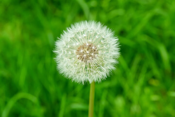 White dandelion flower in green grass outdoors, closeup