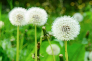 White dandelion flowers in green grass outdoors, closeup