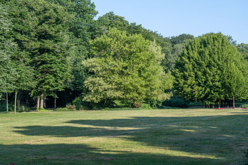 meadow and trees in the park