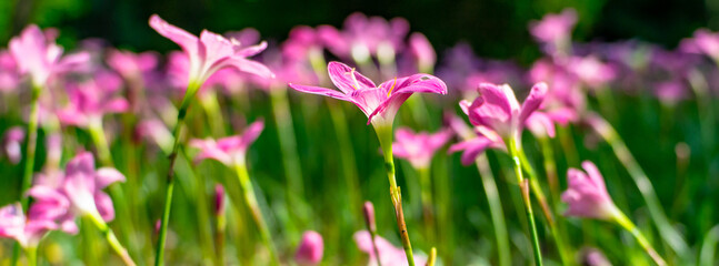 Field of pink flowers. Beautiful bright. Bright green blurred background. Close-up and morning light