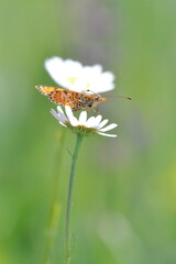 margherita e farfallina