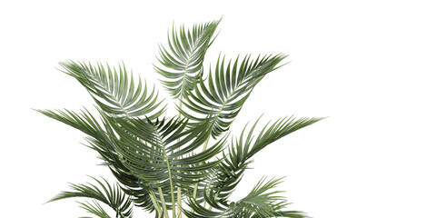 Fototapeta na wymiar isolated palm tree and leaves tropical 