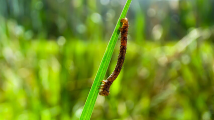 A very wierd looking insect, maybe caterpillar, perched on a green grass.