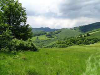 Fototapeta na wymiar landscape with green grass