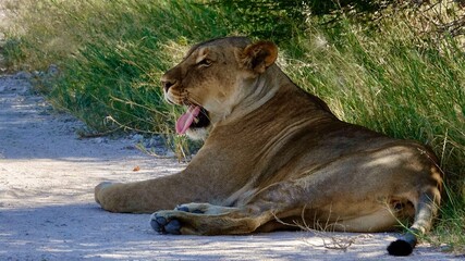 Wilde Löwen in Namibia