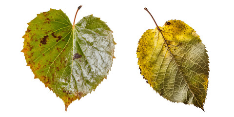 Collection of gray birch leaf cutout isolated on transparent background, PNG image, Generative AI
