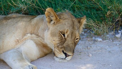 Wilde Löwen in Namibia