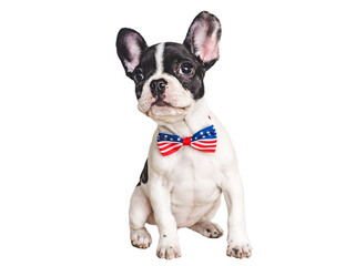 Charming puppy and a bow-tie in the colors of the American Flag. Close-up, indoors. Isolated background. Studio shot. Congratulations for family, loved ones, friends and colleagues. Pets care concept