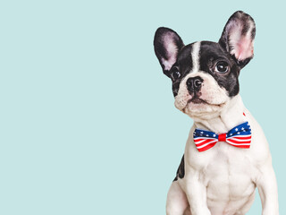 Charming puppy and a bow-tie in the colors of the American Flag. Close-up, indoors. Isolated...
