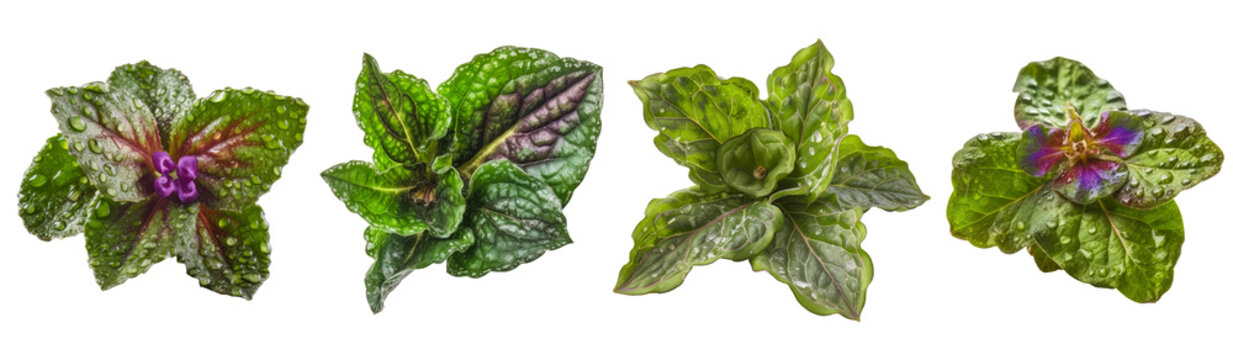 Collection of lungwort pulmonaria leaf cutout isolated on transparent background, PNG image, Generative AI