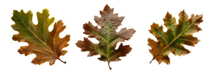 Collection of pin oak leaf cutout isolated on transparent background, PNG image, Generative AI