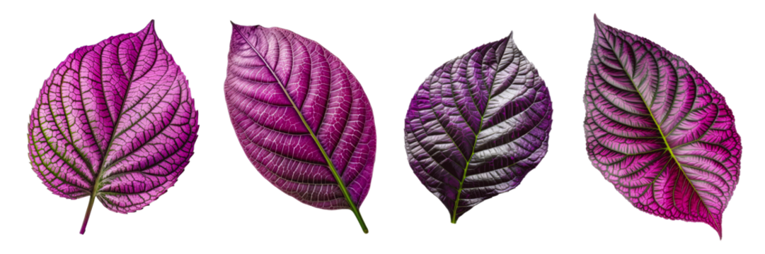 Set of Persian shield strobilanthes dyerianus Leaf cutout isolated on transparent background, PNG image, Generative AI