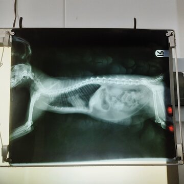 radiography of dogs