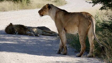 Wilde Löwen in Namibia