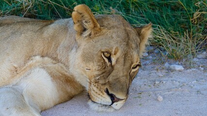 Wilde Löwen in Namibia