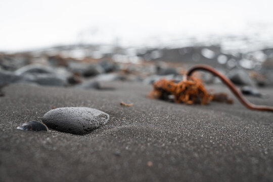 dead sea urchin and stone on the beach
