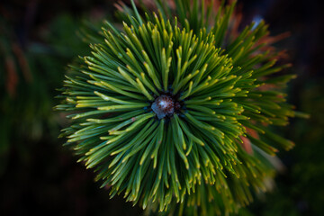fresh pine tree brunch from above