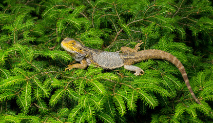 beautiful agama lizard close-up.dragon lizard green branches for wallpaper banner background
