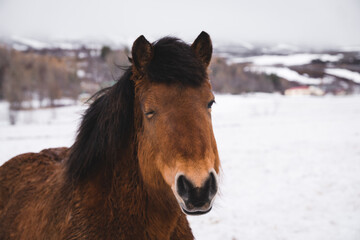 Obraz na płótnie Canvas funny icelandic pony winking eye