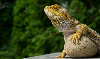 beautiful agama lizard close-up.dragon lizard on stone for wallpaper banner background