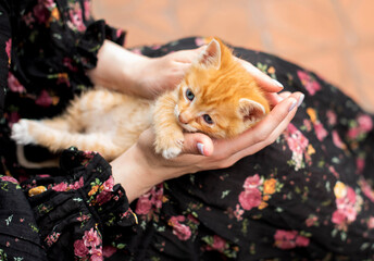 Red-haired cute kitten in the hands of a woman