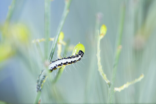 genista broom moth