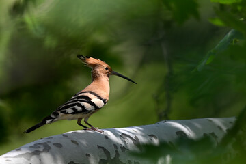 Eurasian hoopoe // Wiedehopf (Upupa epops) - Greece © bennytrapp