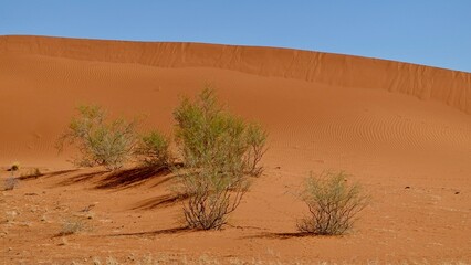 Sanddünen und abgestorbene Bäume in der Namibwüste in Namibia