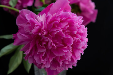 pink peony flower