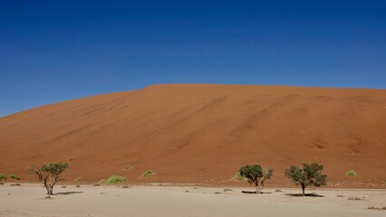 Sanddünen und abgestorbene Bäume in der Namibwüste in Namibia