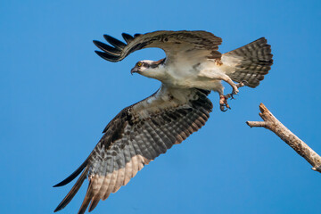 Osprey Launching into Flight