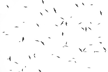A flock of birds fly in the sky above the beach. Flock of seagulls flying above the sea. silhouette of a flock of birds. isolated  on white background. illustration.