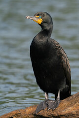 Double-crested Cormorant