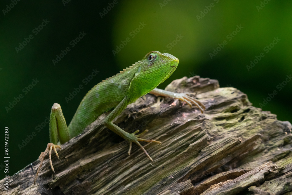 Wall mural A maned forest lizard Broncochela jubata basking on a chunk of wood with natural bokeh background 